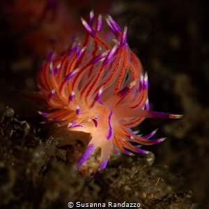 Red Flabellina nudibranch_Nov 2024
(CanonEF60,1/200,f18,... by Susanna Randazzo 